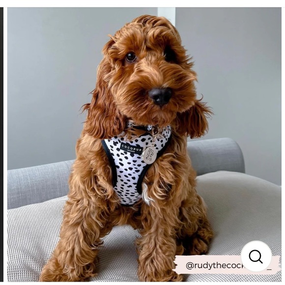 Cocopup London medium dog harness - Picture 4 of 5